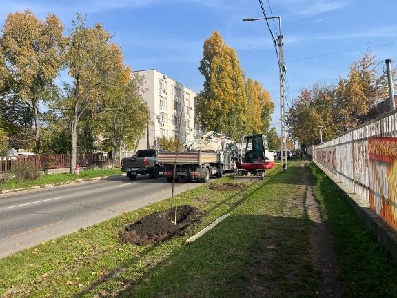 Fák ültetése és termőföld kiszállítás kép, 1
